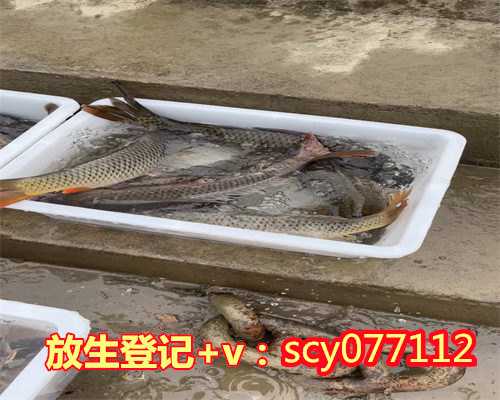 武汉适合放生鱼的公园排名，湖北佛协、湖北和合、弘化社共同向武汉地区捐赠