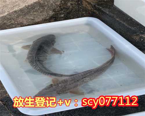 武汉在哪里买放生鱼的鱼缸，武汉灵泉寺隆重举行“2012湖北药师佛文化节”大